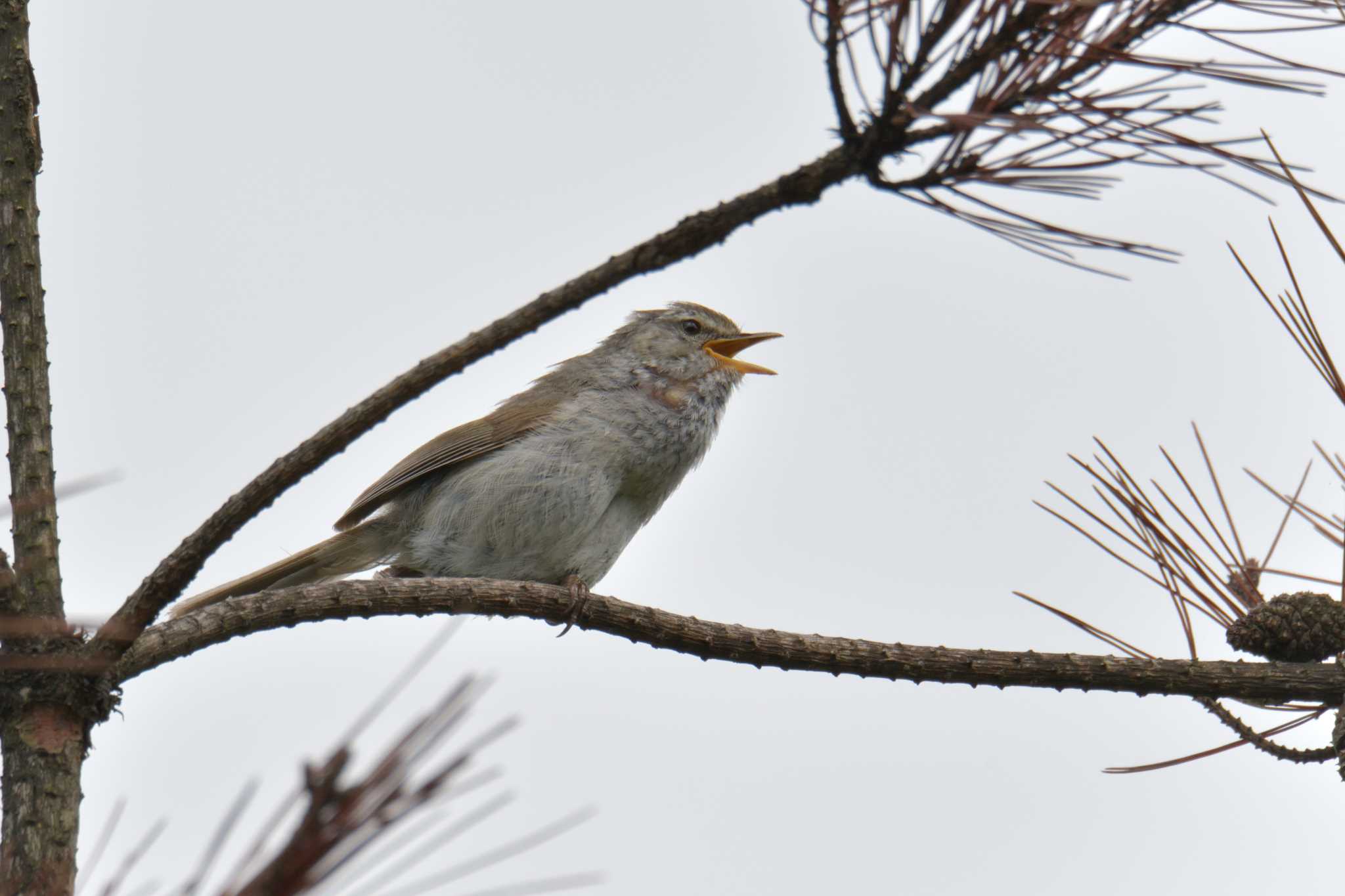 Photo of Japanese Bush Warbler at Mie-ken Ueno Forest Park by masatsubo