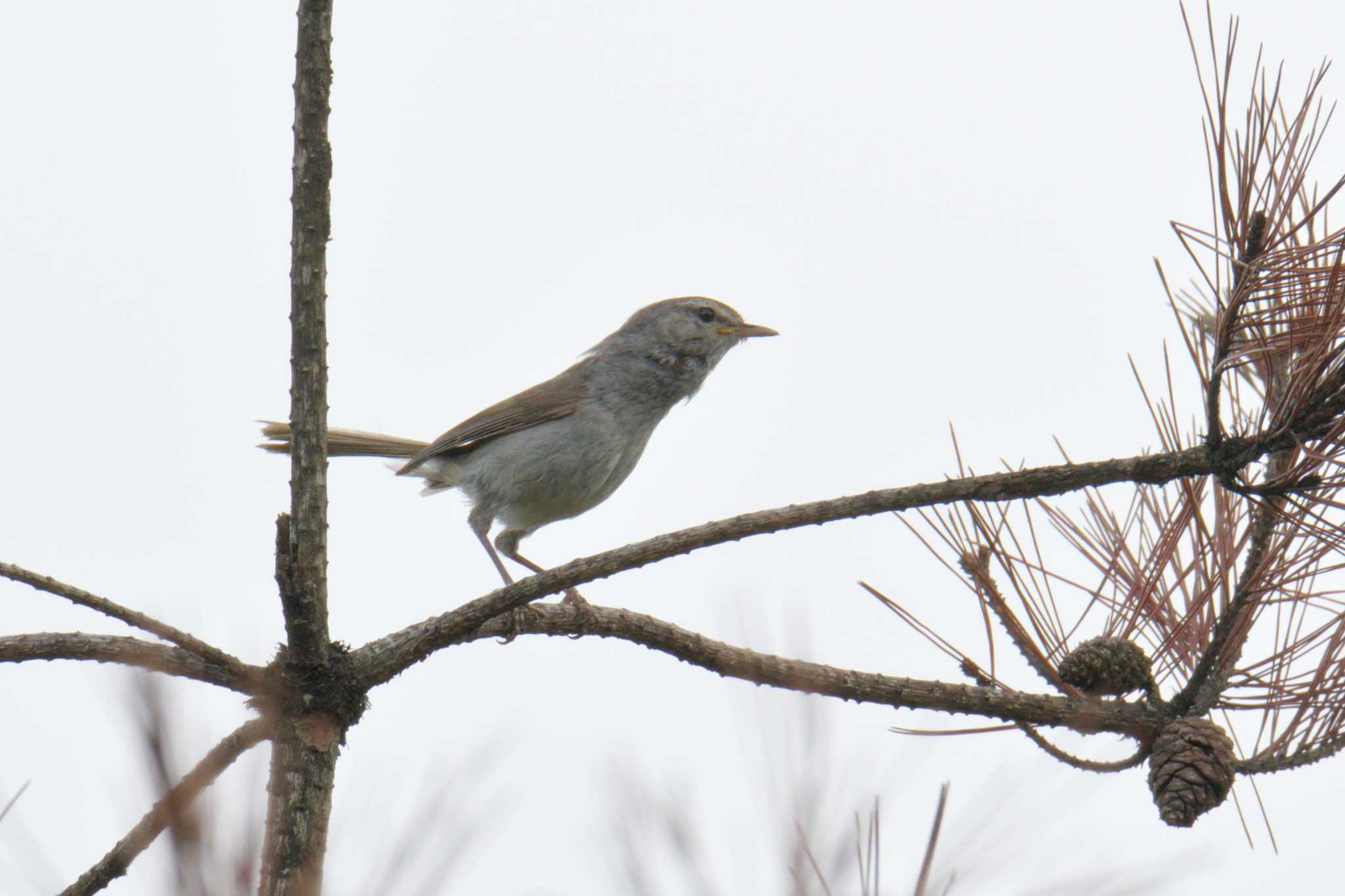 Japanese Bush Warbler