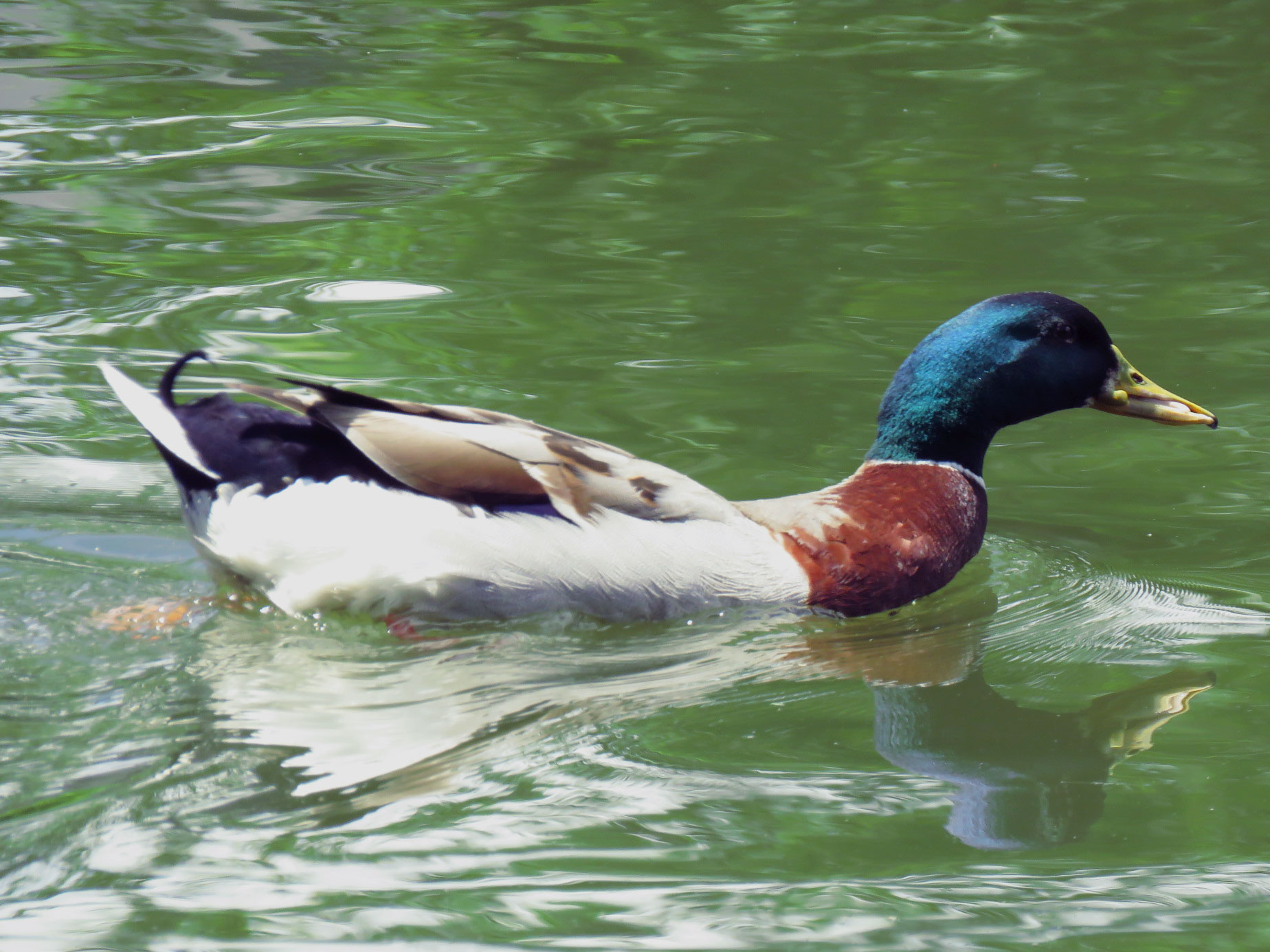 石神井公園 マガモの写真 by とろろ