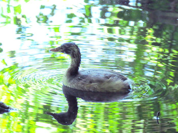 Sun, 6/16/2019 Birding report at Shakujii Park