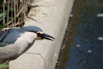 Black-crowned Night Heron Kasai Rinkai Park Sun, 6/16/2019