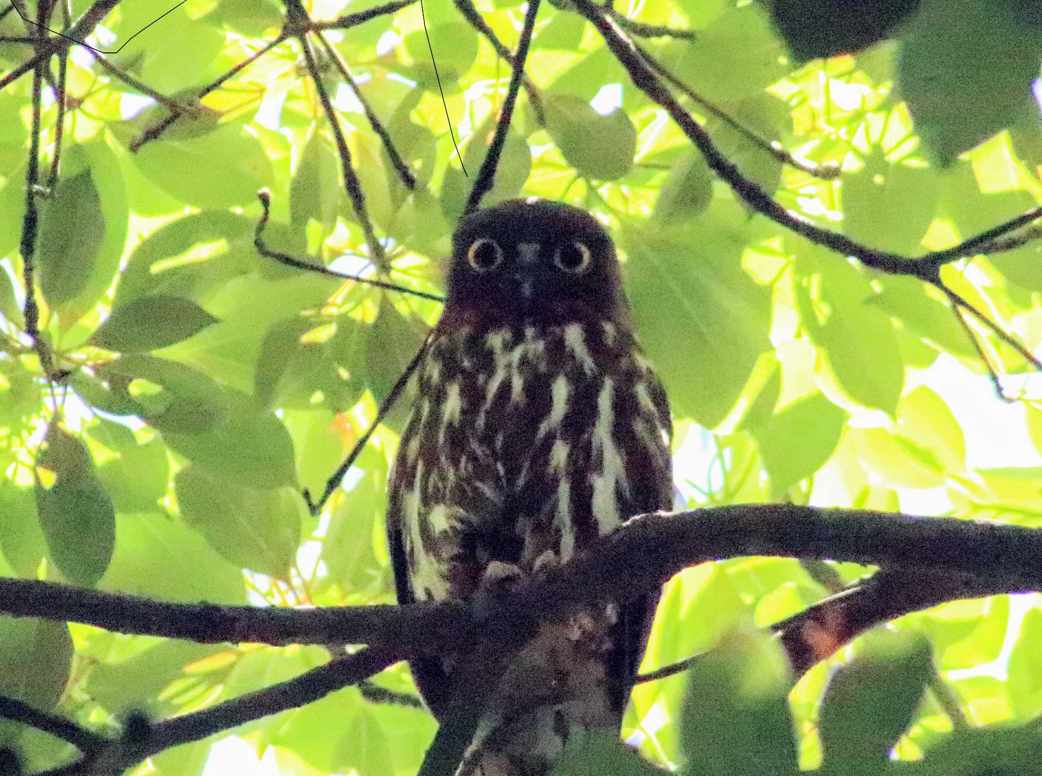 平塚 アオバズクの写真 by HISA HISA