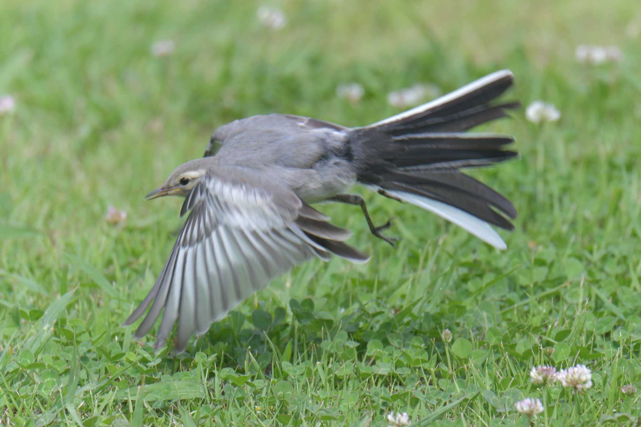 White Wagtail