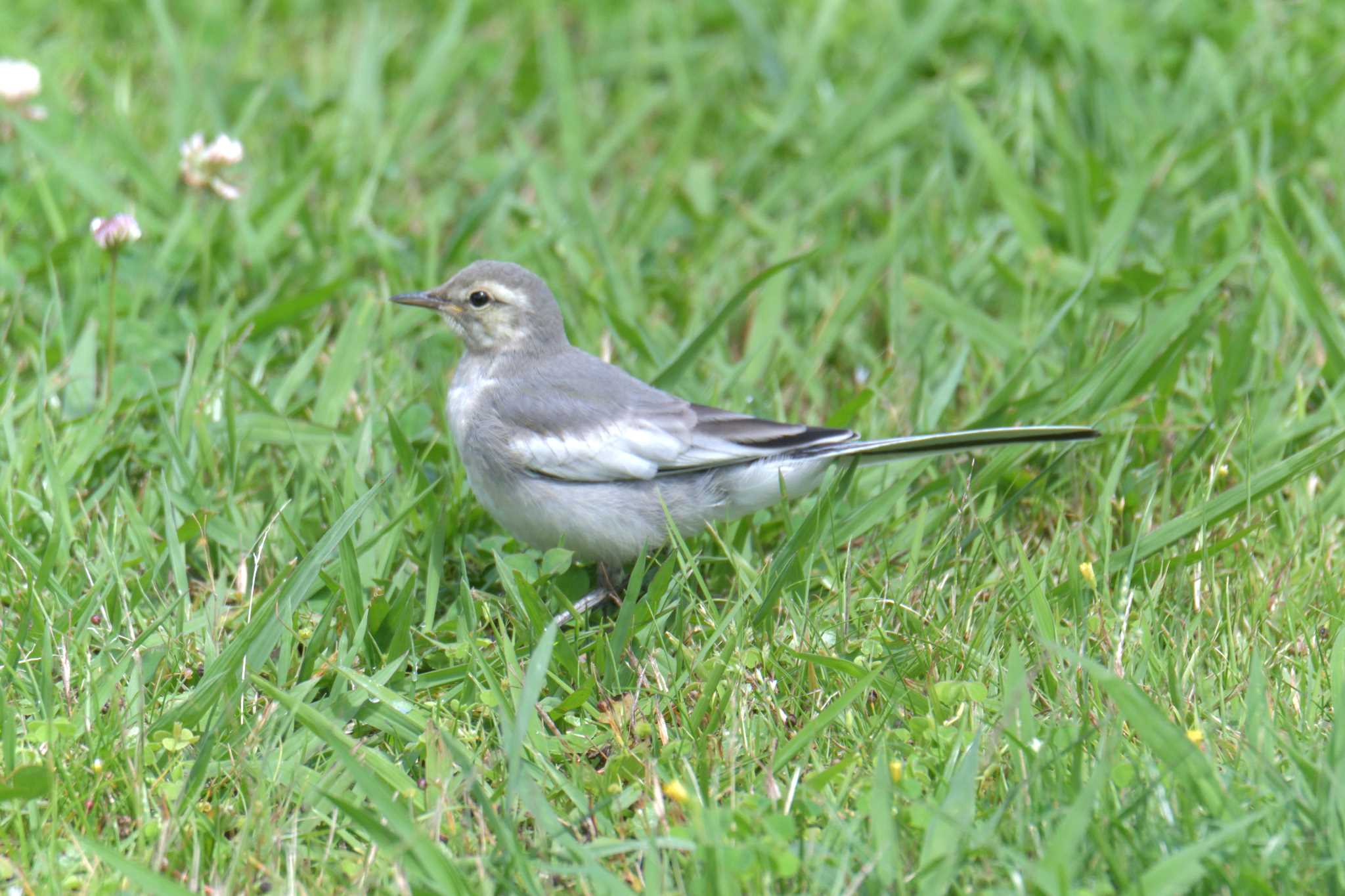 Photo of White Wagtail at Mie-ken Ueno Forest Park by masatsubo