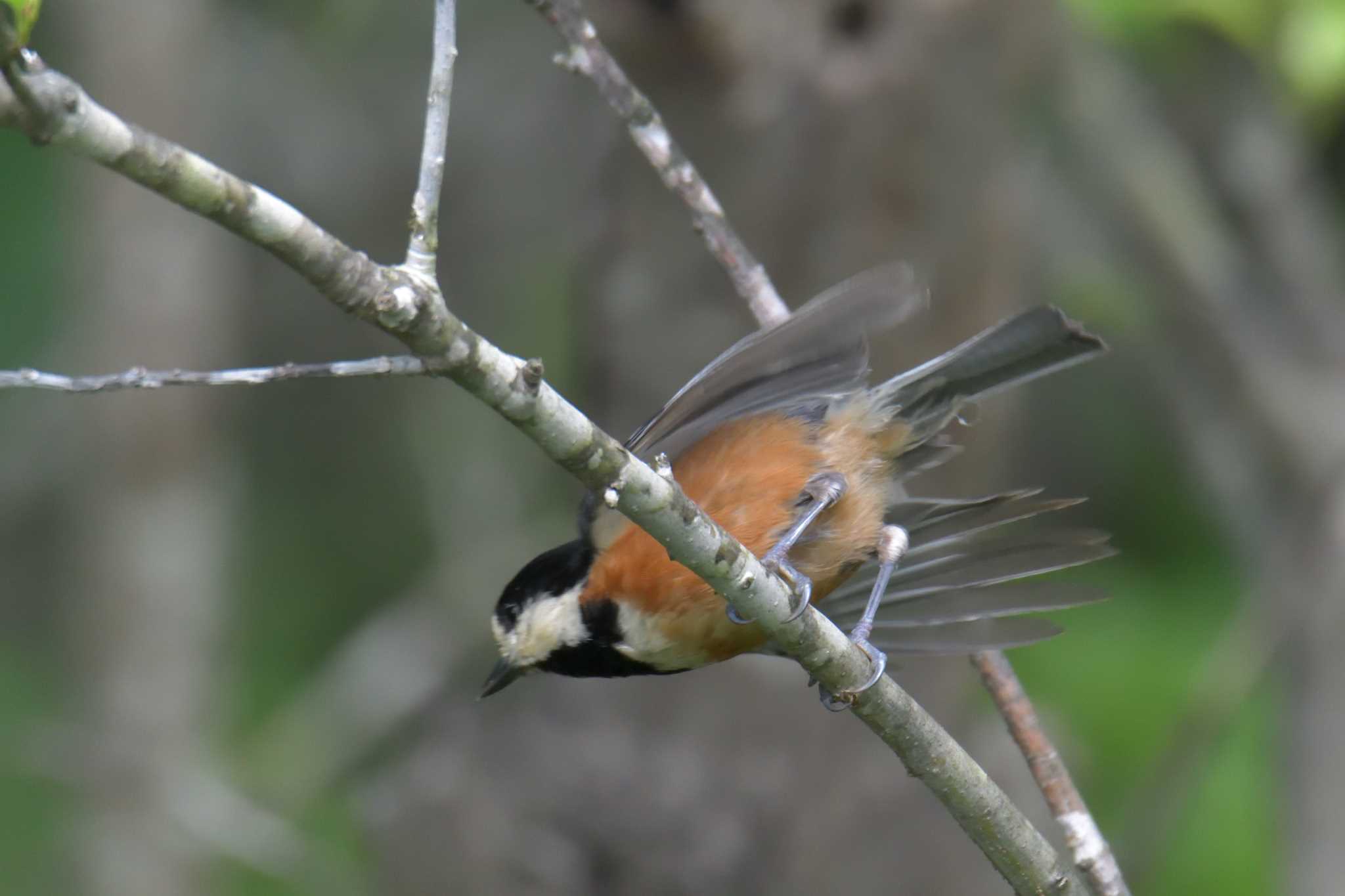 Varied Tit