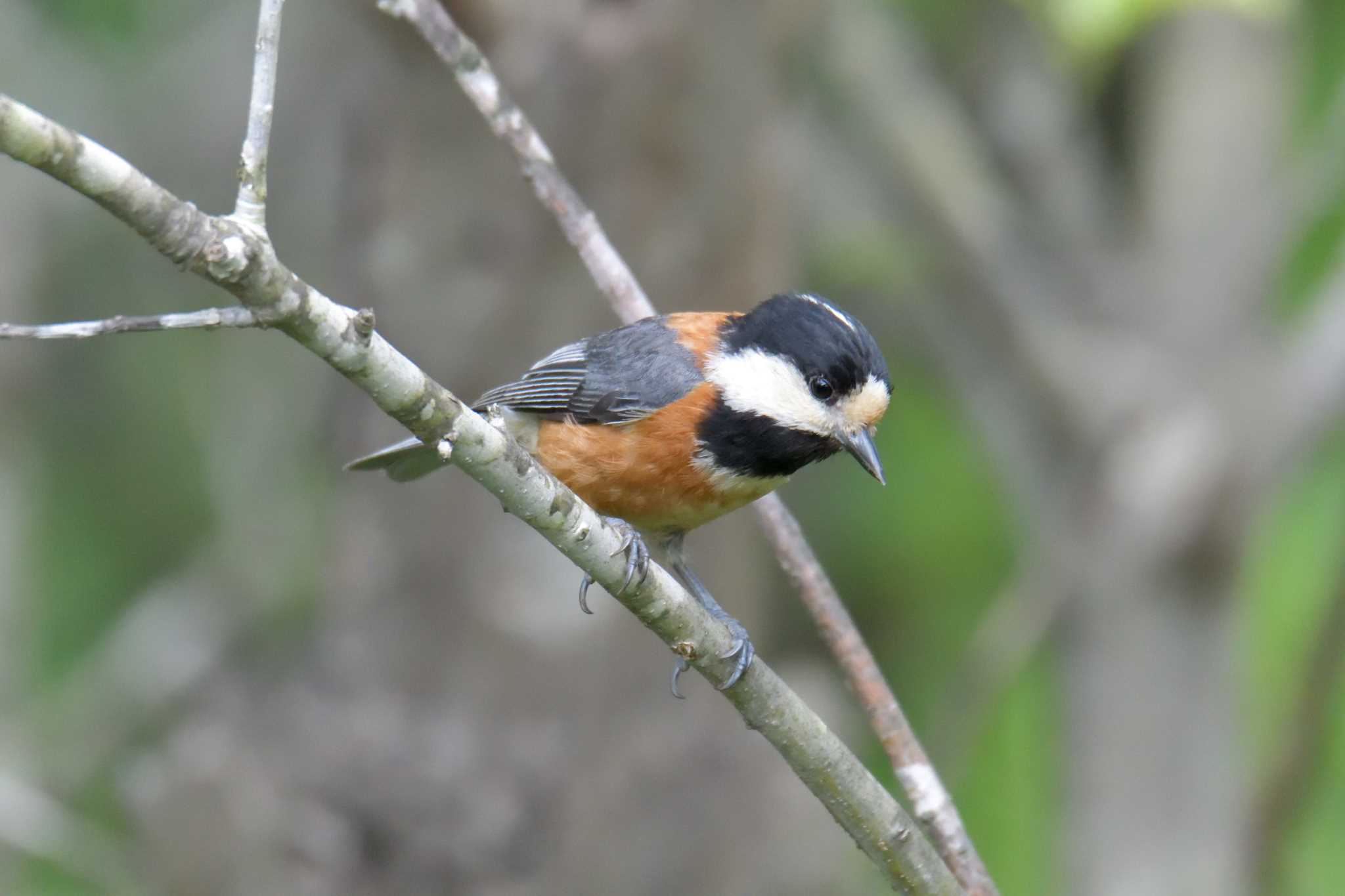 Varied Tit