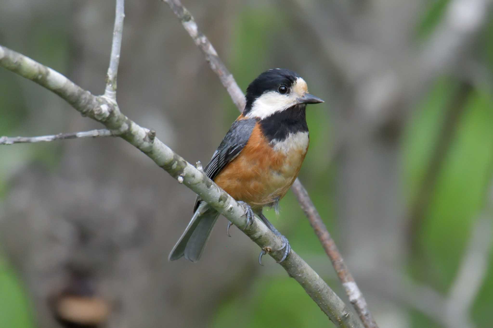 Varied Tit