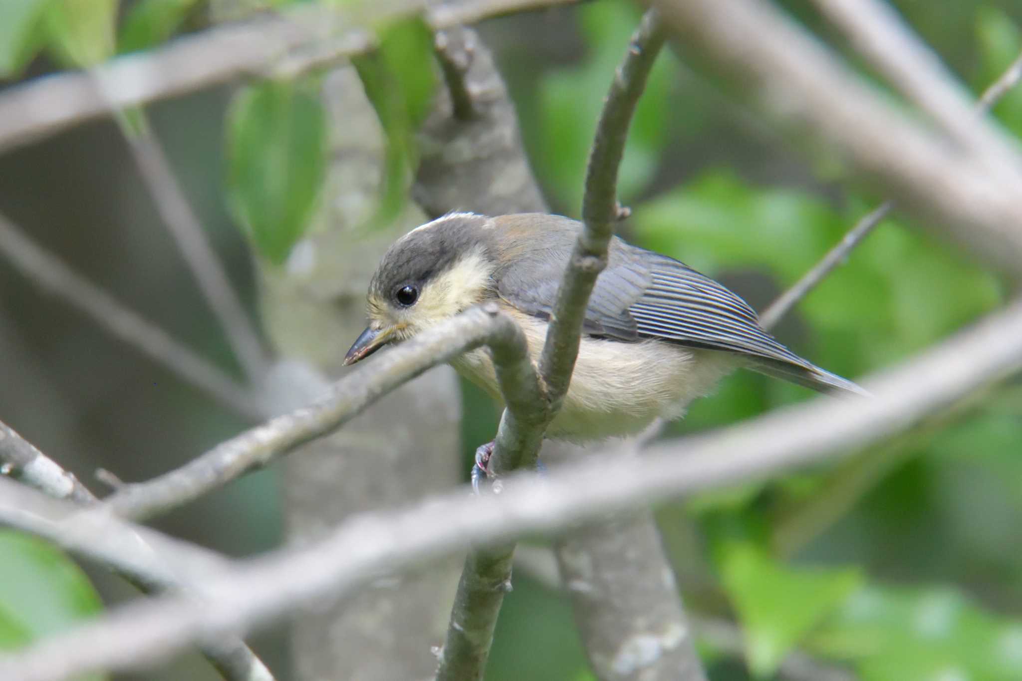 Varied Tit