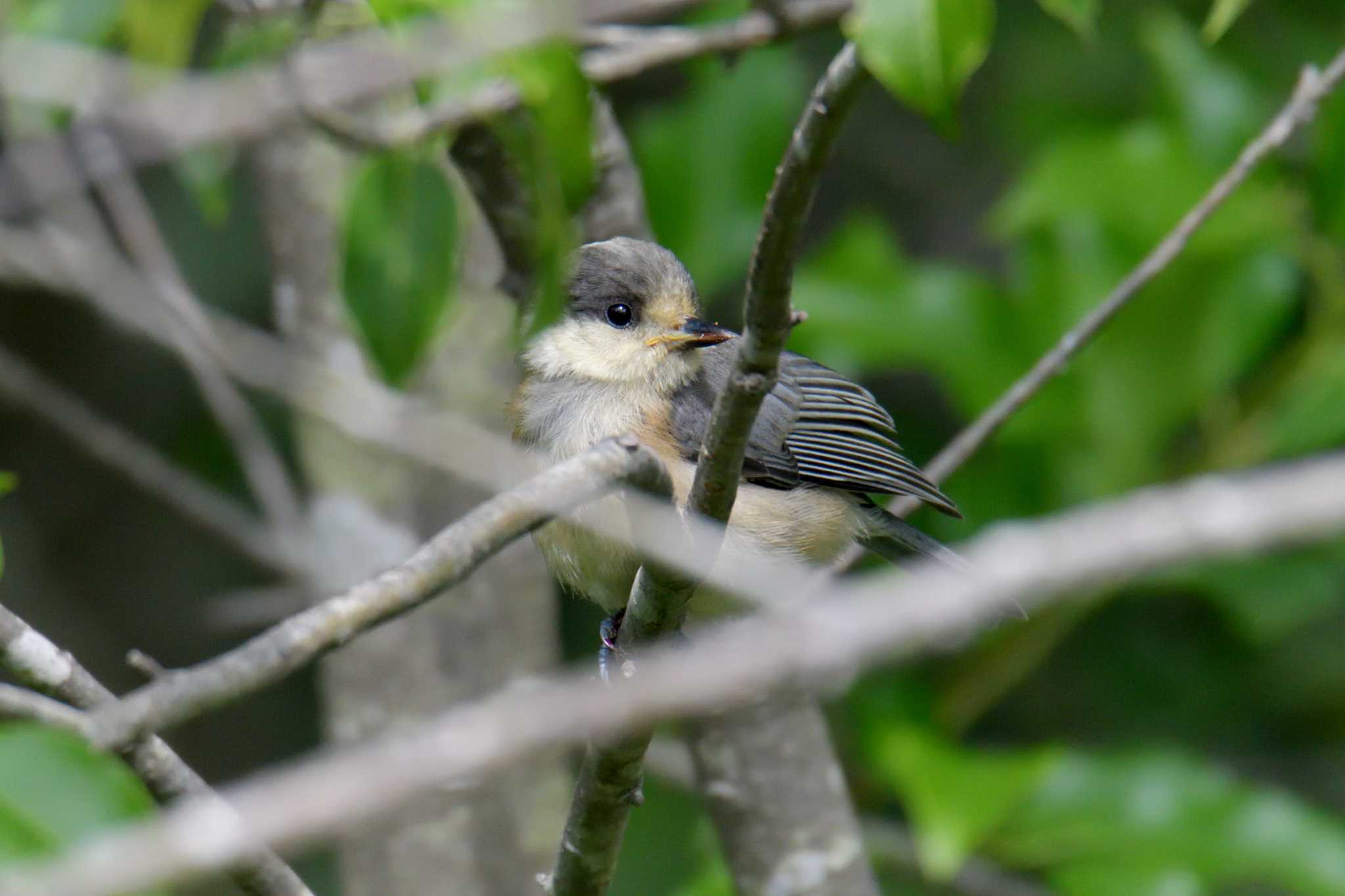 Varied Tit