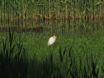 アマサギ 葛西臨海公園 2019年6月16日(日)