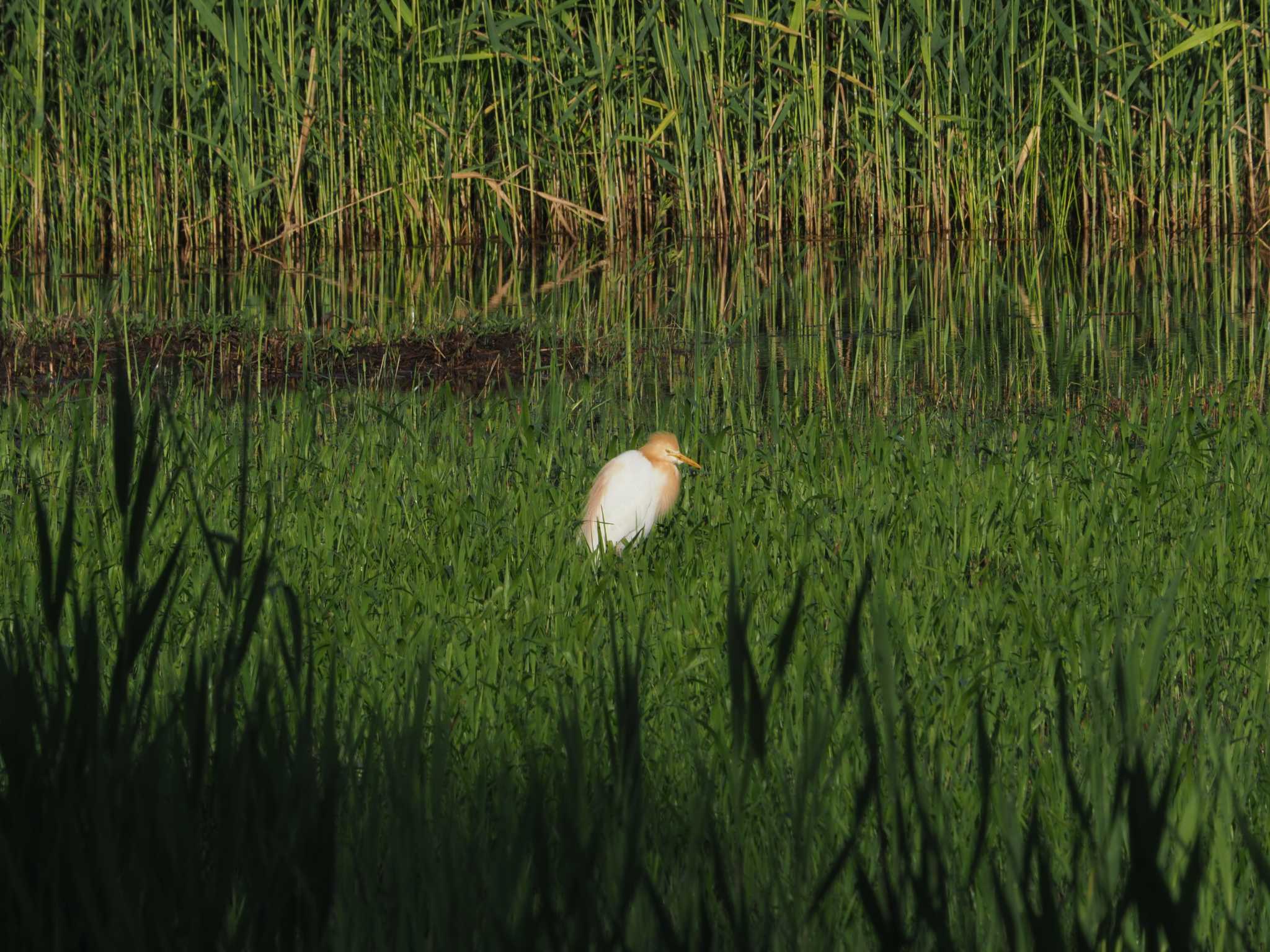 Photo of Eastern Cattle Egret at Kasai Rinkai Park by ふなきち