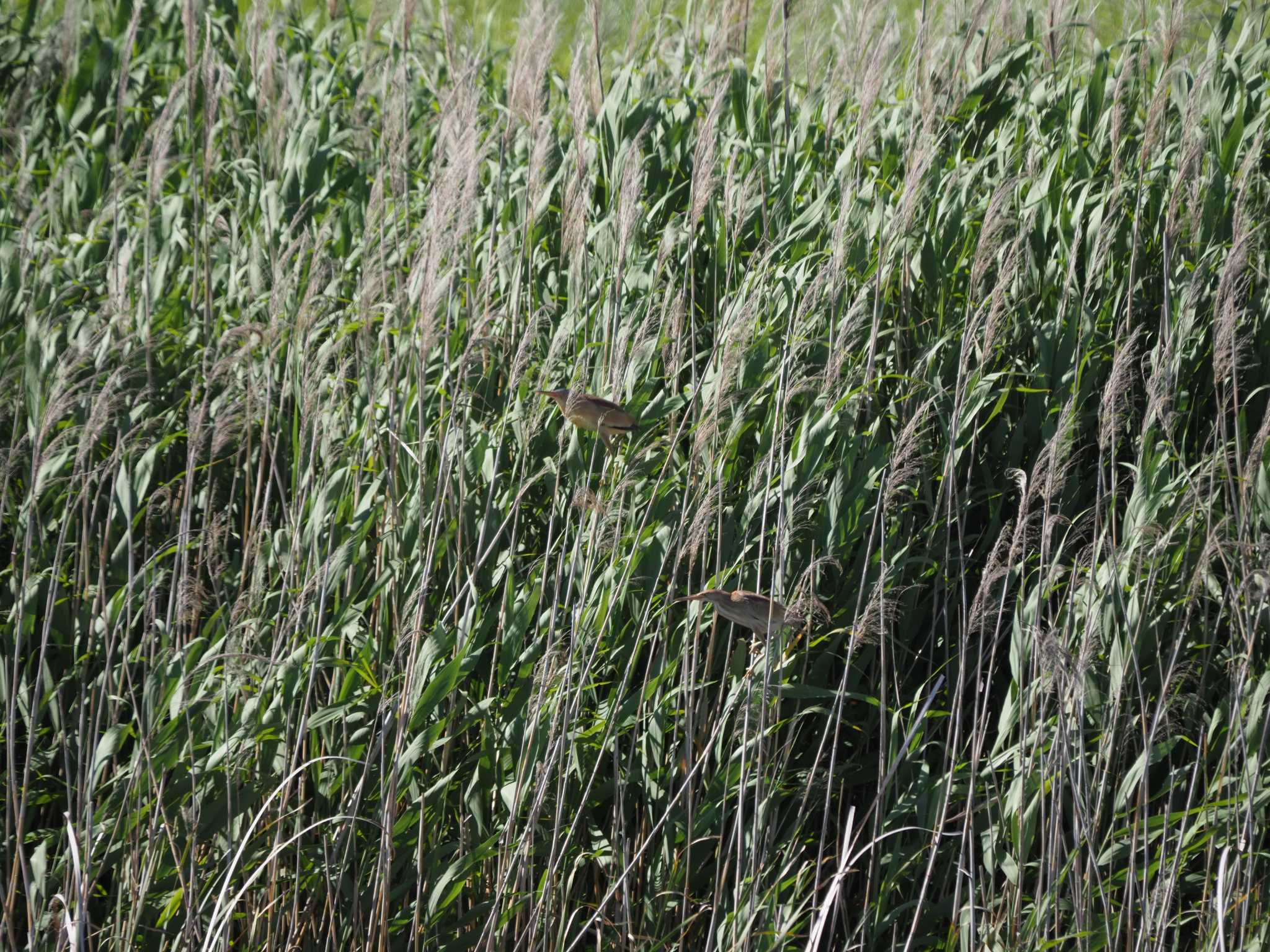 Photo of Yellow Bittern at Kasai Rinkai Park by ふなきち