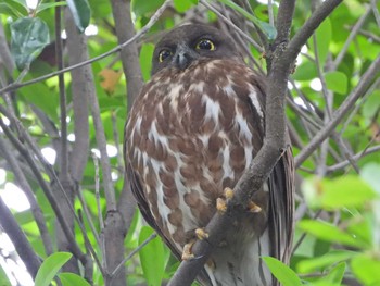 Northern Boobook 三重県東員町 Sun, 6/16/2019