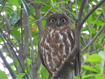 Northern Boobook 三重県東員町 Sun, 6/16/2019