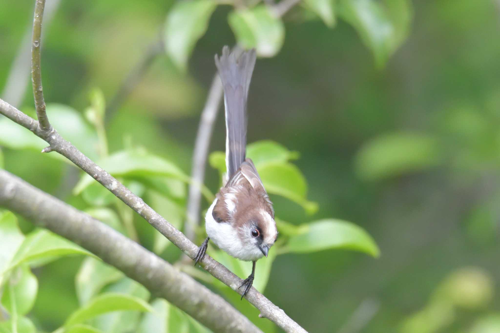 三重県上野森林公園 エナガの写真 by masatsubo