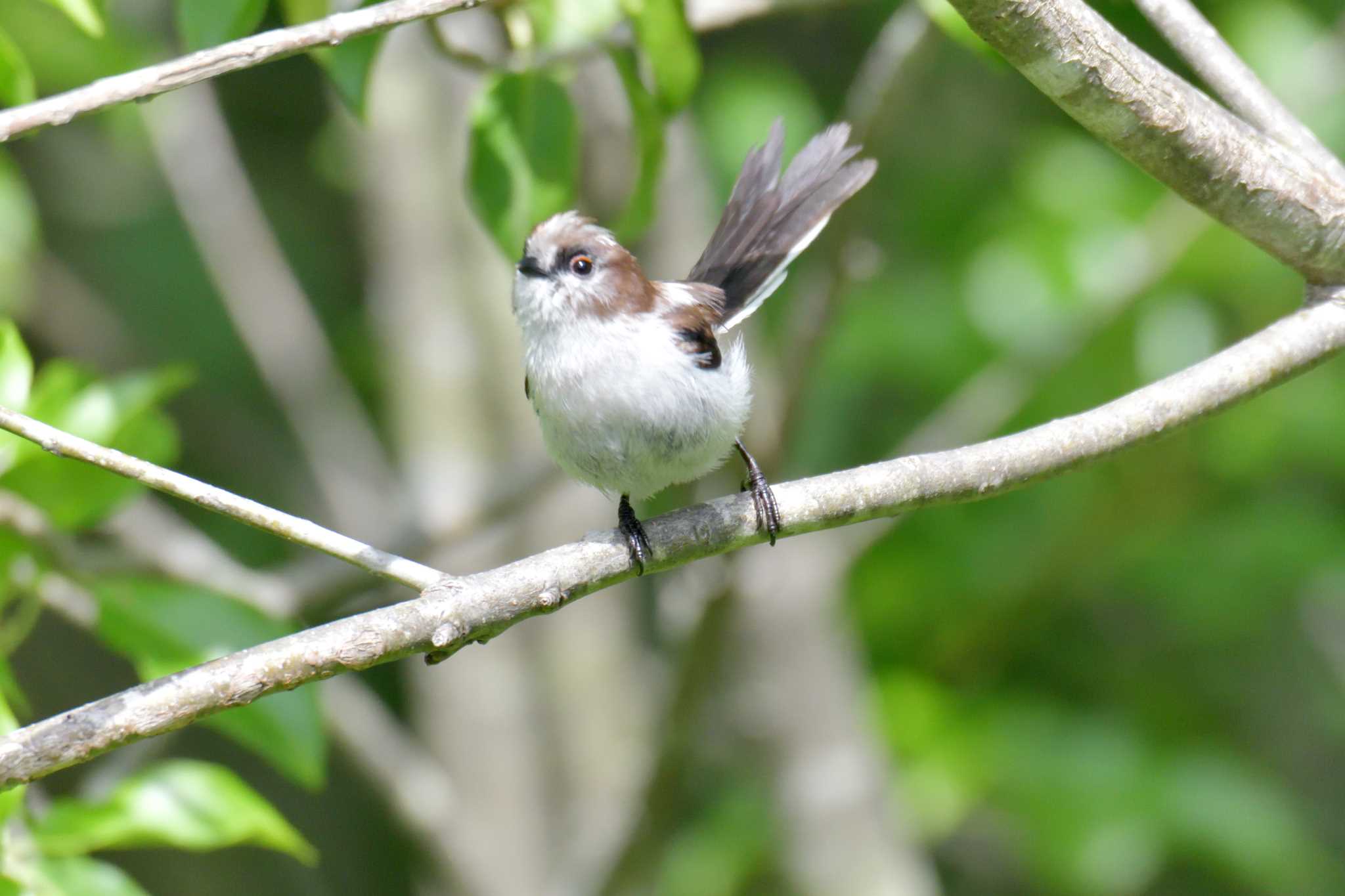 Long-tailed Tit