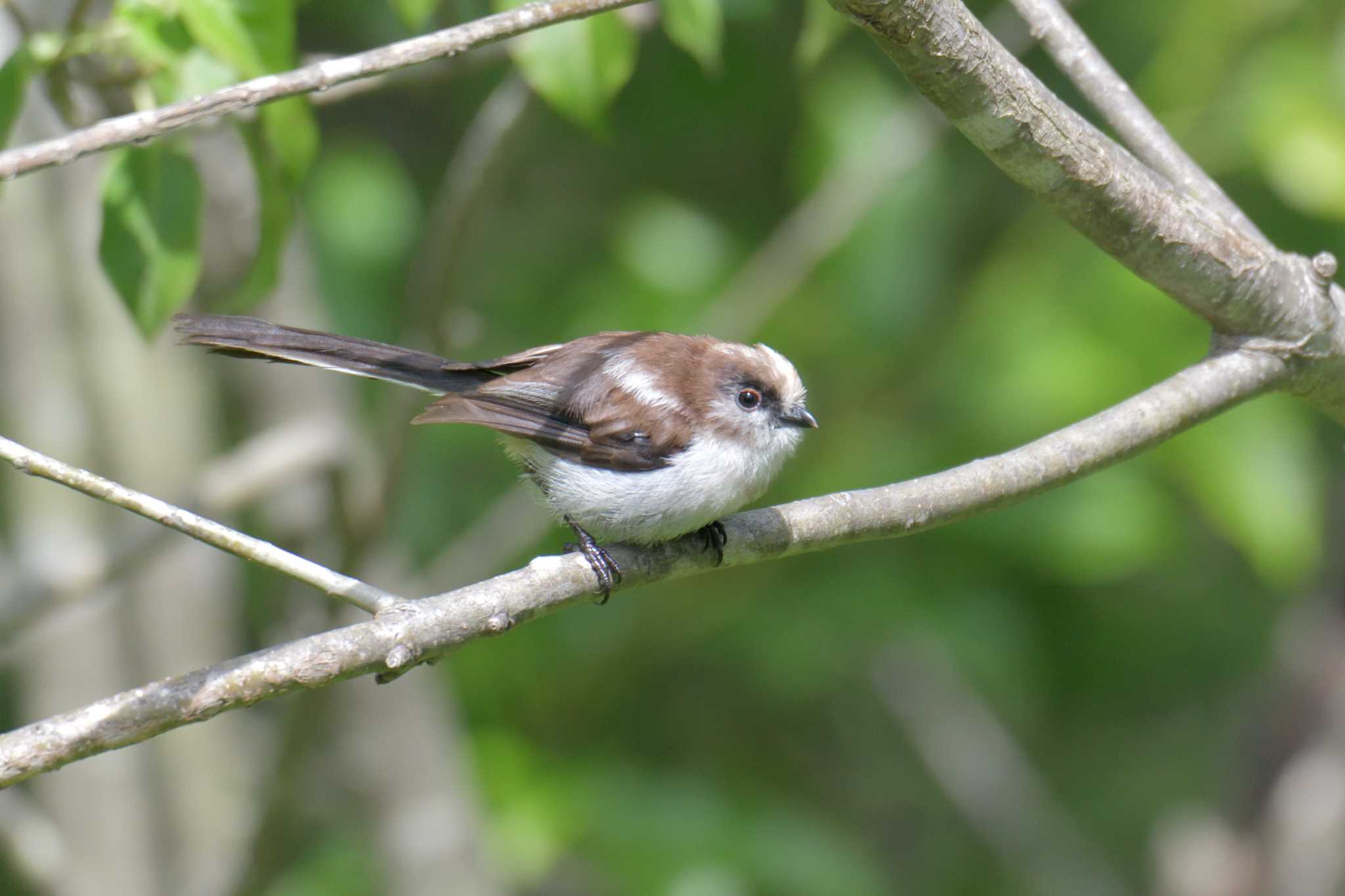 Long-tailed Tit