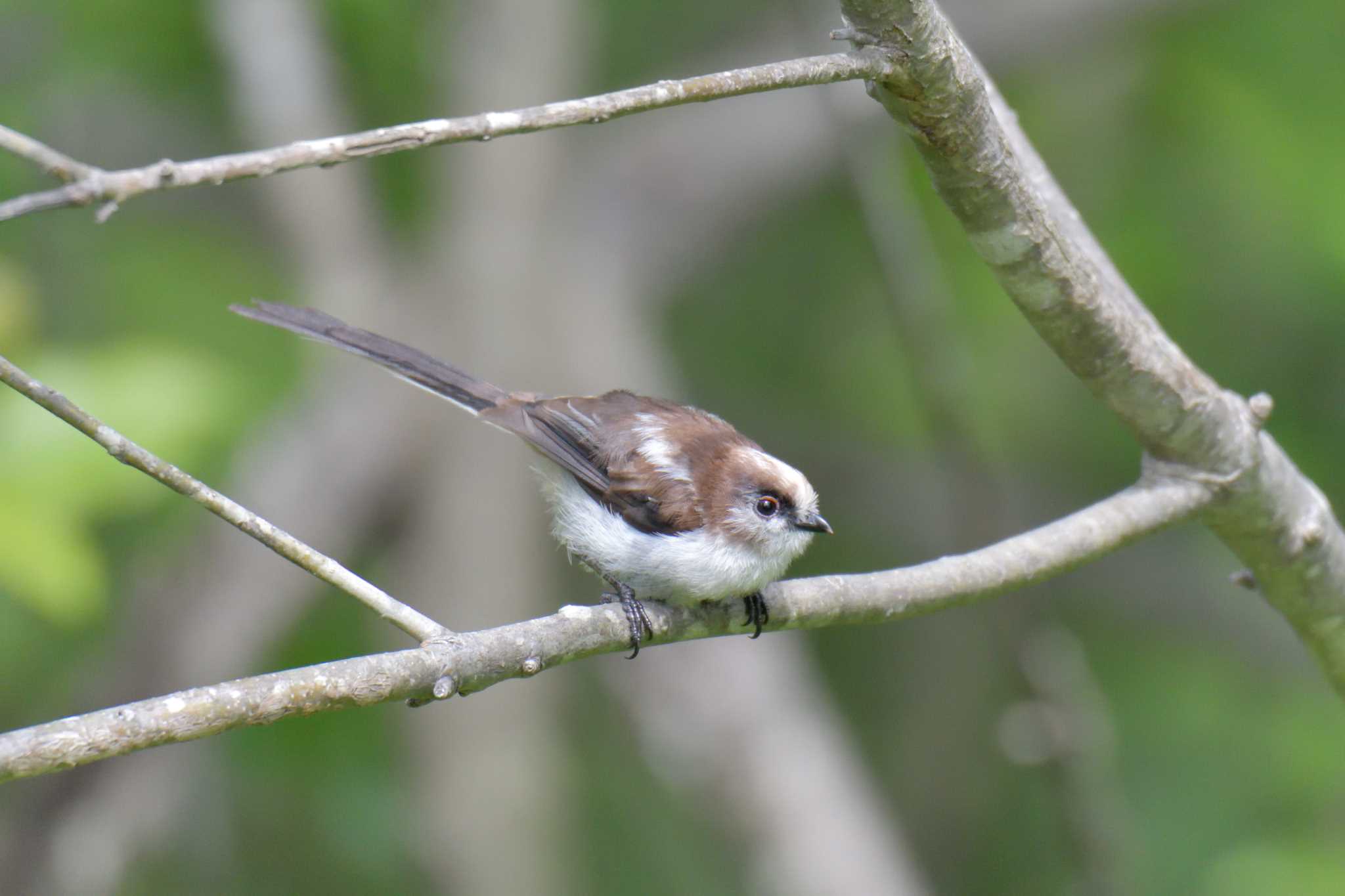 Photo of Long-tailed Tit at Mie-ken Ueno Forest Park by masatsubo