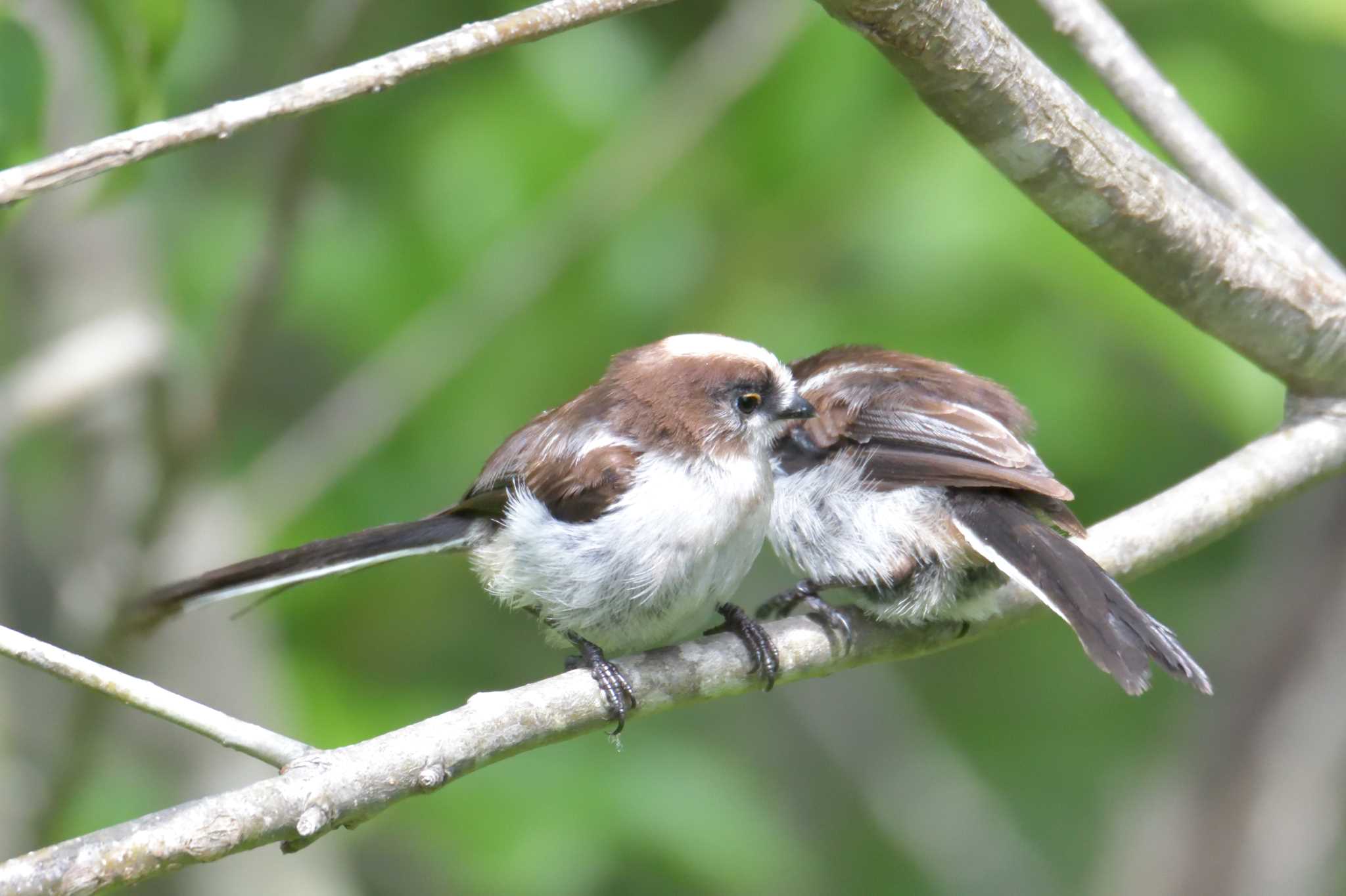 Long-tailed Tit