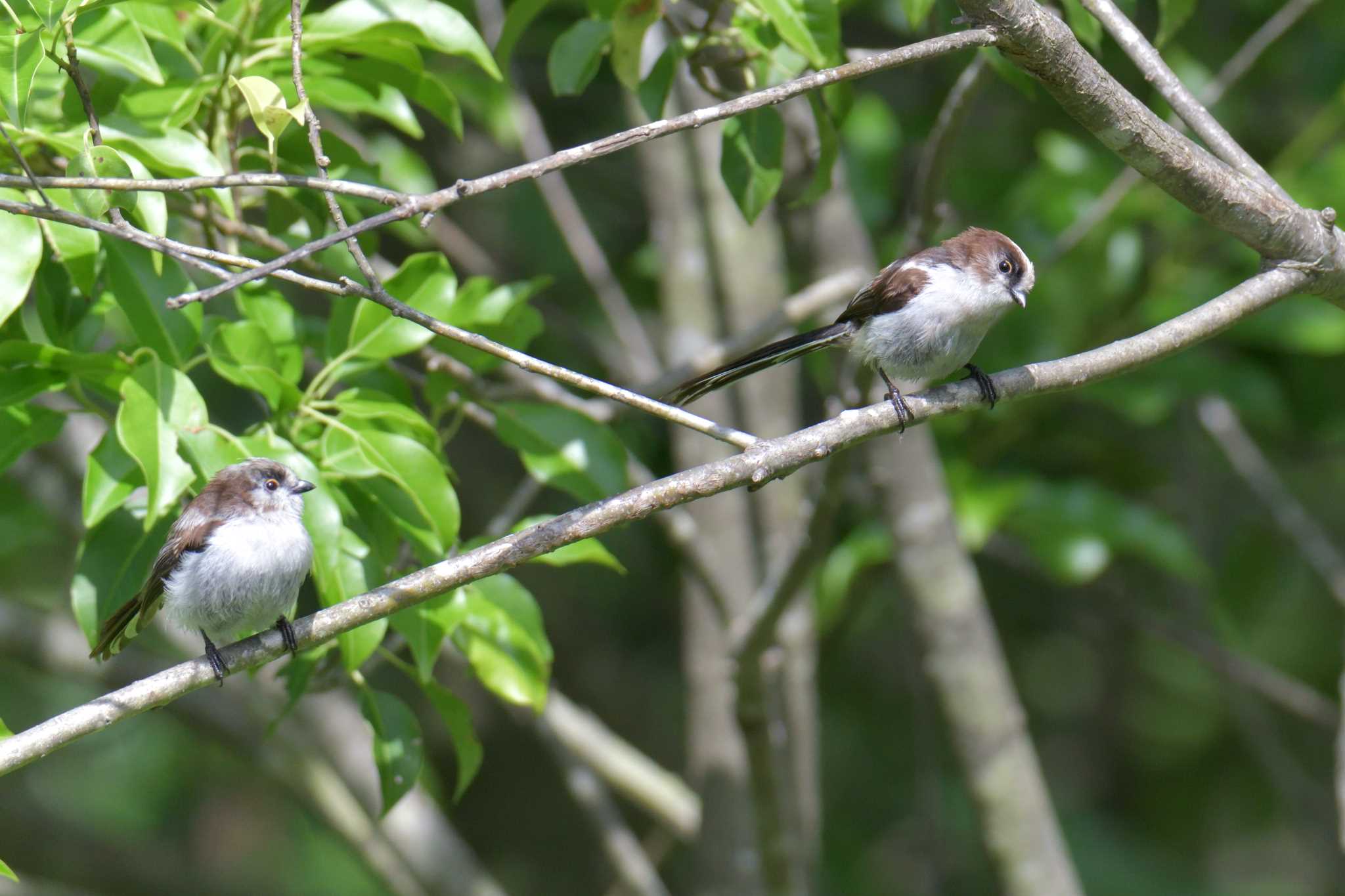 Photo of Long-tailed Tit at Mie-ken Ueno Forest Park by masatsubo