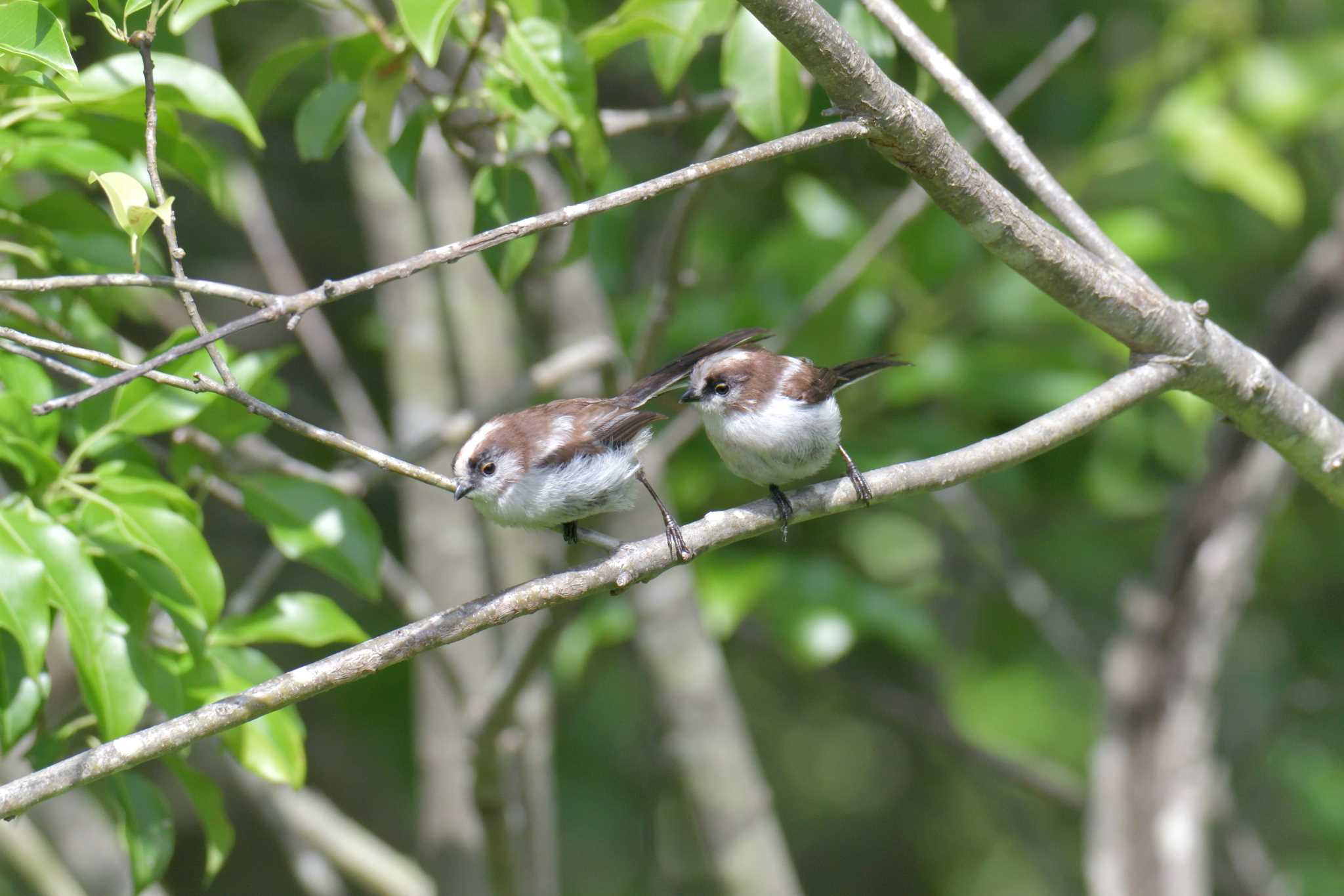 Long-tailed Tit