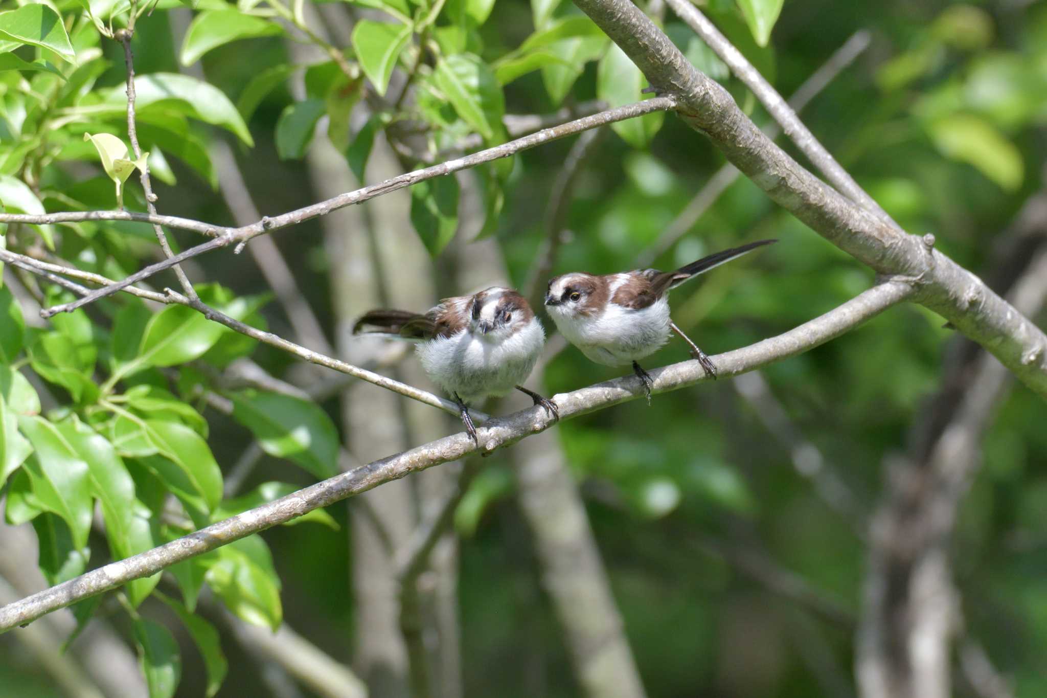 Long-tailed Tit