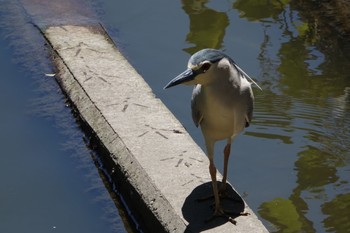 2019年6月16日(日) 葛西臨海公園の野鳥観察記録