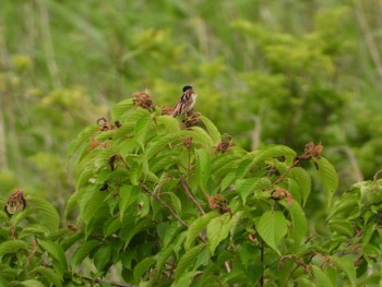 Ochre-rumped Bunting 利根川 Wed, 6/5/2019