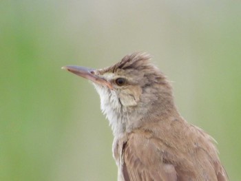 Oriental Reed Warbler 利根川 Wed, 6/5/2019