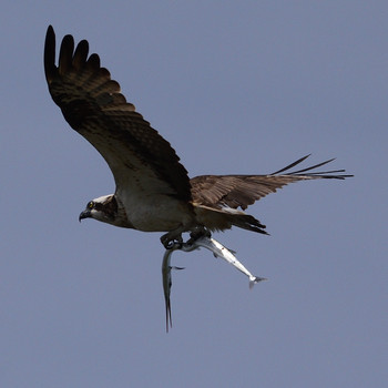 Osprey 福岡県福津市津屋崎渡半島 Sun, 6/16/2019