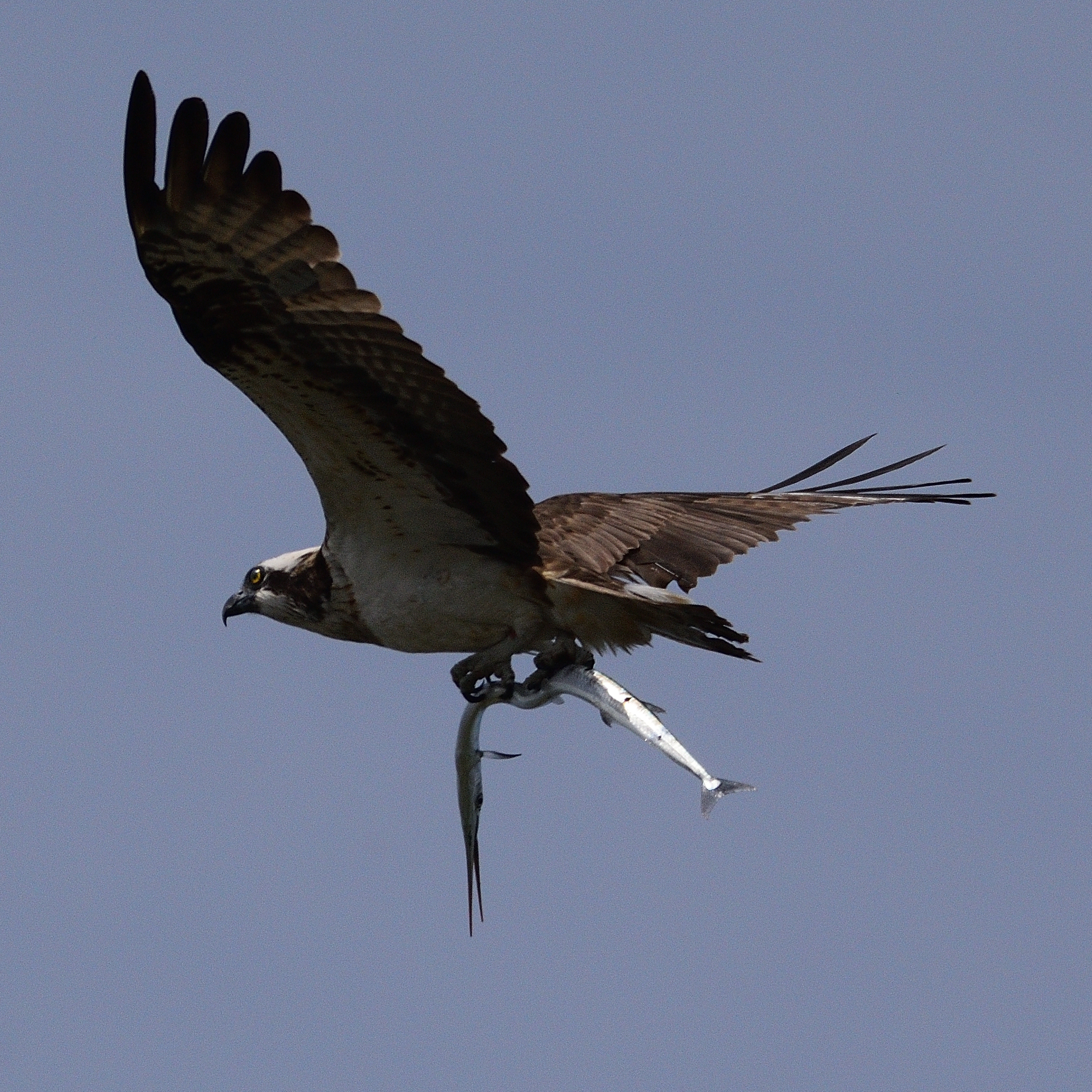 Photo of Osprey at 福岡県福津市津屋崎渡半島 by poyon ぽよん