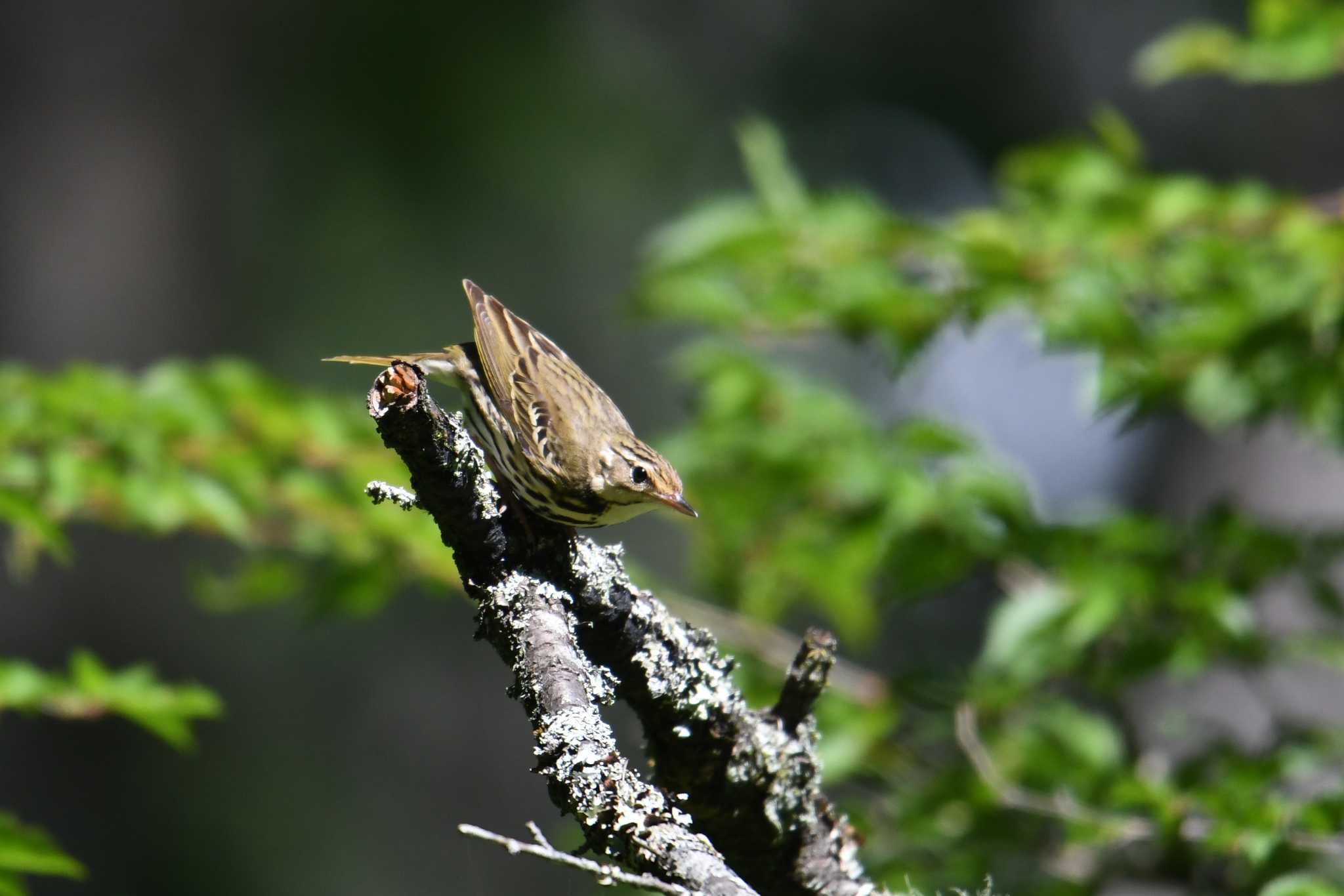 Photo of Olive-backed Pipit at 富士山中野茶屋 by あひる