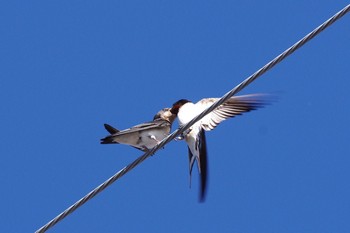 Barn Swallow 八王子市 Sun, 6/16/2019