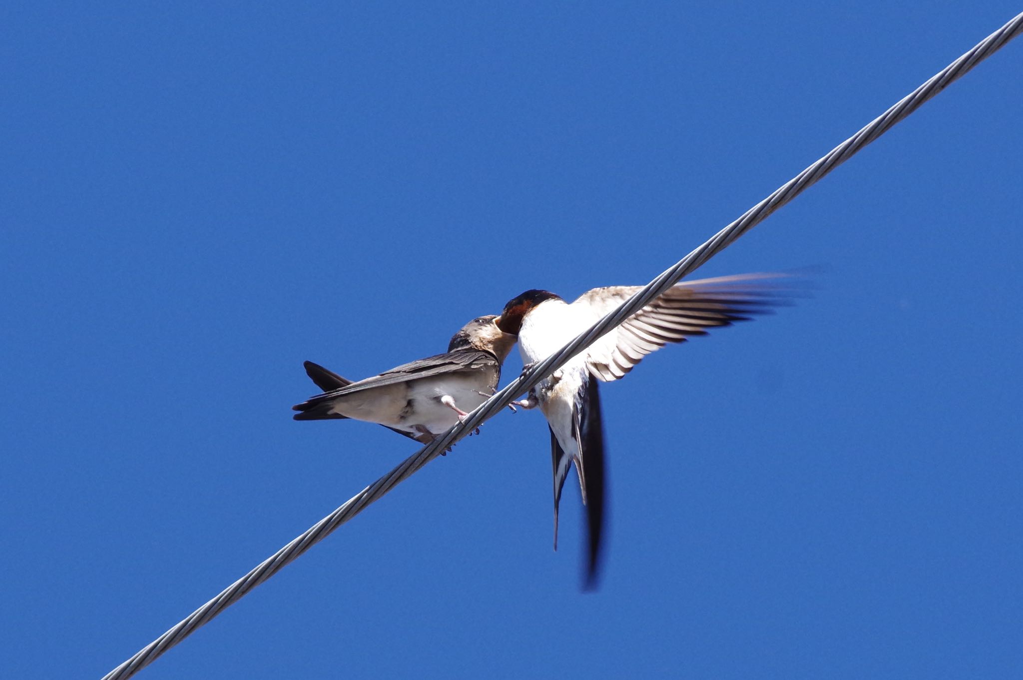 Photo of Barn Swallow at 八王子市 by SPR