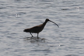 チュウシャクシギ 葛西臨海公園 2019年4月6日(土)