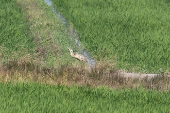 Eurasian Bittern North Inba Swamp Sun, 6/16/2019