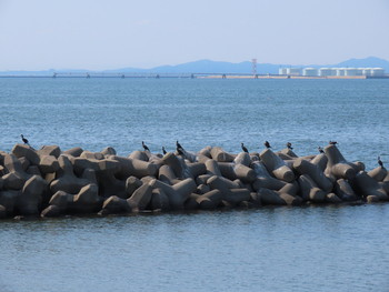 カワウ 男里川 2019年6月13日(木)