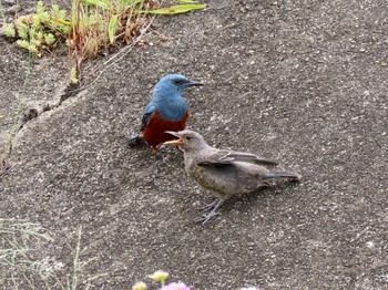 Blue Rock Thrush 泉南市樫井川 Fri, 6/14/2019