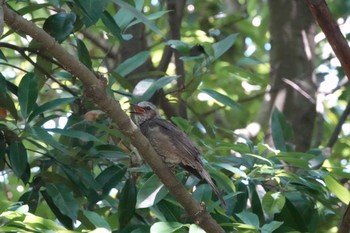 2019年6月17日(月) 葛西臨海公園の野鳥観察記録
