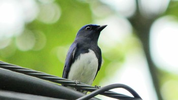 2019年6月15日(土) 北大研究林(北海道大学苫小牧研究林)の野鳥観察記録