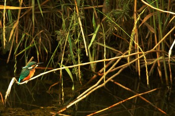 カワセミ 野川 2019年6月5日(水)