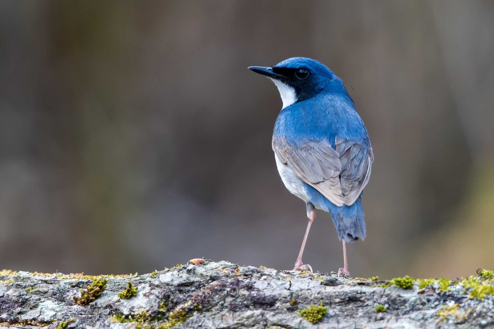 Photo of Siberian Blue Robin at 山梨県 by 子宝貧乏