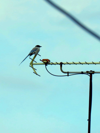 2019年6月17日(月) 東京都世田谷区の野鳥観察記録