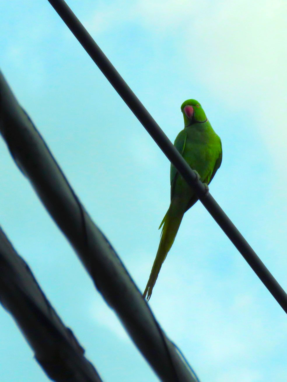 東京都世田谷区 ワカケホンセイインコの写真 by とろろ