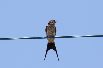 Red-rumped Swallow 大原漁港 Sun, 6/16/2019