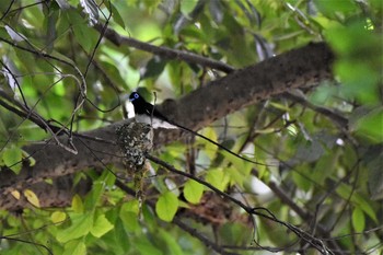 サンコウチョウ 静岡県立森林公園 2019年6月17日(月)