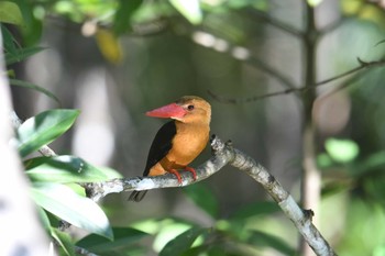 チャバネコウハシショウビン アオパンガー国立公園 2019年2月28日(木)