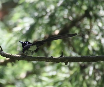 サンコウチョウ 森戸川源流 2019年6月6日(木)