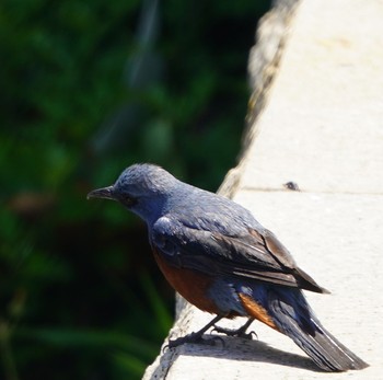 Blue Rock Thrush Minatomirai Mon, 6/17/2019