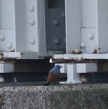 Blue Rock Thrush Minatomirai Mon, 6/17/2019